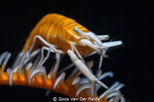 Yellow Crinoid Shrimp by Goos Van Der Heide 